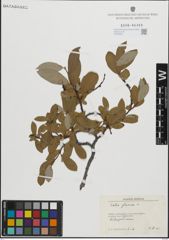 Foto von Salix glauca L.